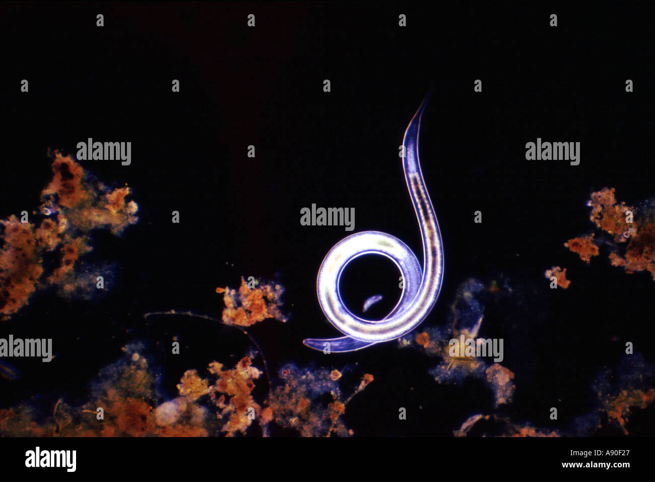 Light photomicrograph of free living aquatic nematode round worm  Stock Photo