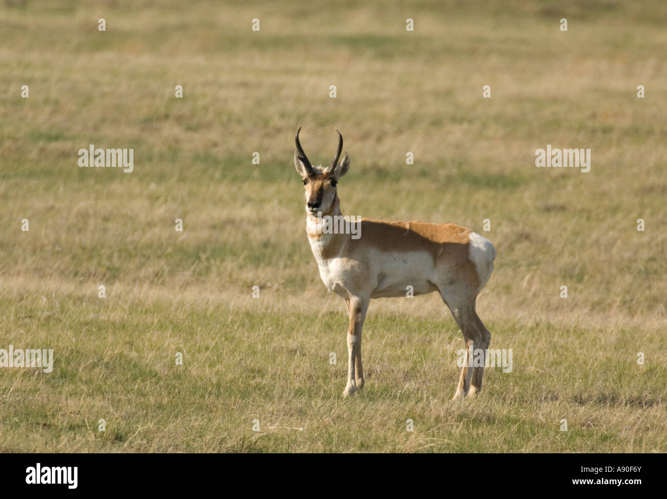 A male Pronghorn Antelope Stock Photo