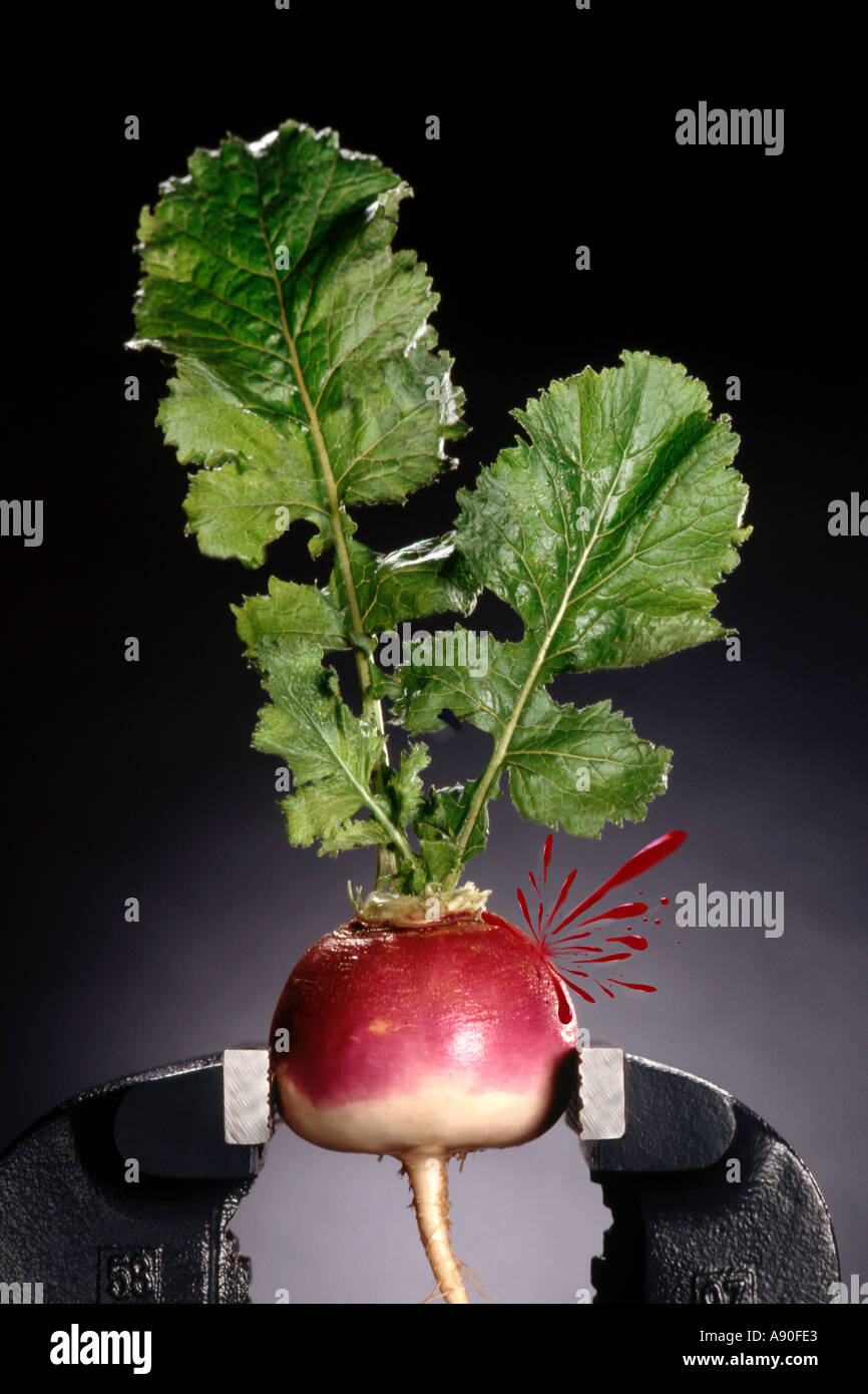 Detailed Can't Get Blood From A Turnip Capture Illustration Detailed Can't Get Blood From A Turnip Capture Illustration