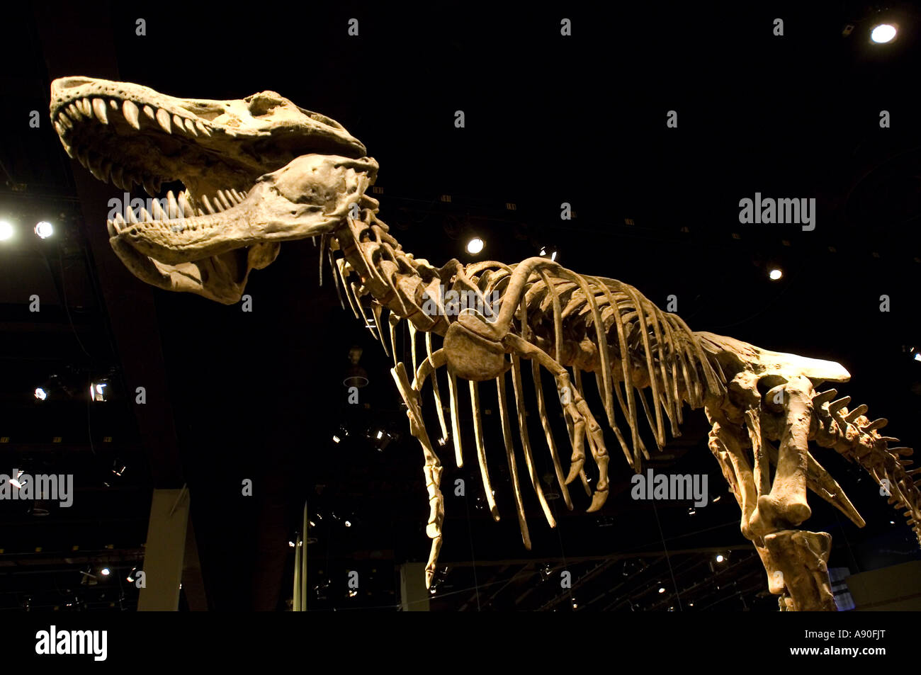 Online promotion TYRANNOSAURUS TOOTH REPLICA FOSSIL TREX DINOSAUR