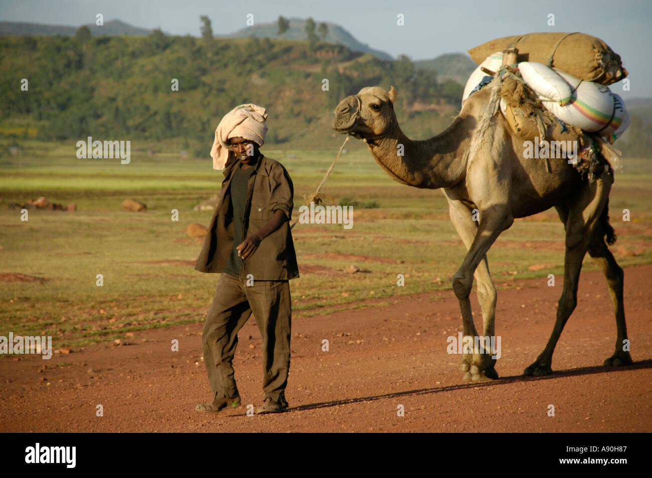 Packed camels hires stock photography and images Alamy