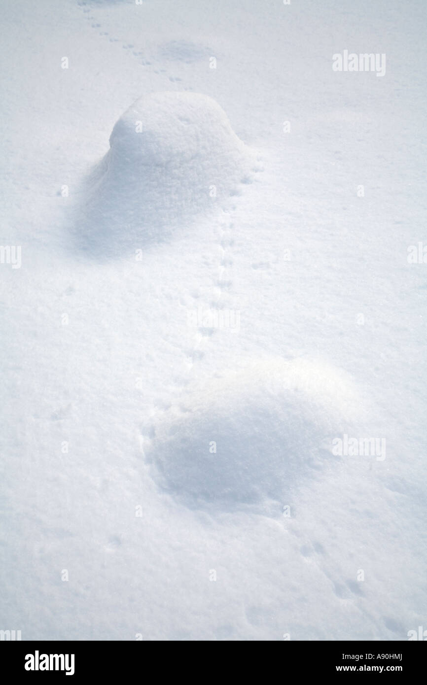 Small animal tracks etched into the snow covered field Stock Photo