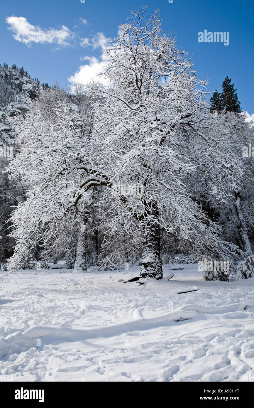 snow covered trees and leaves in Yosemite National Park Stock Photo - Alamy