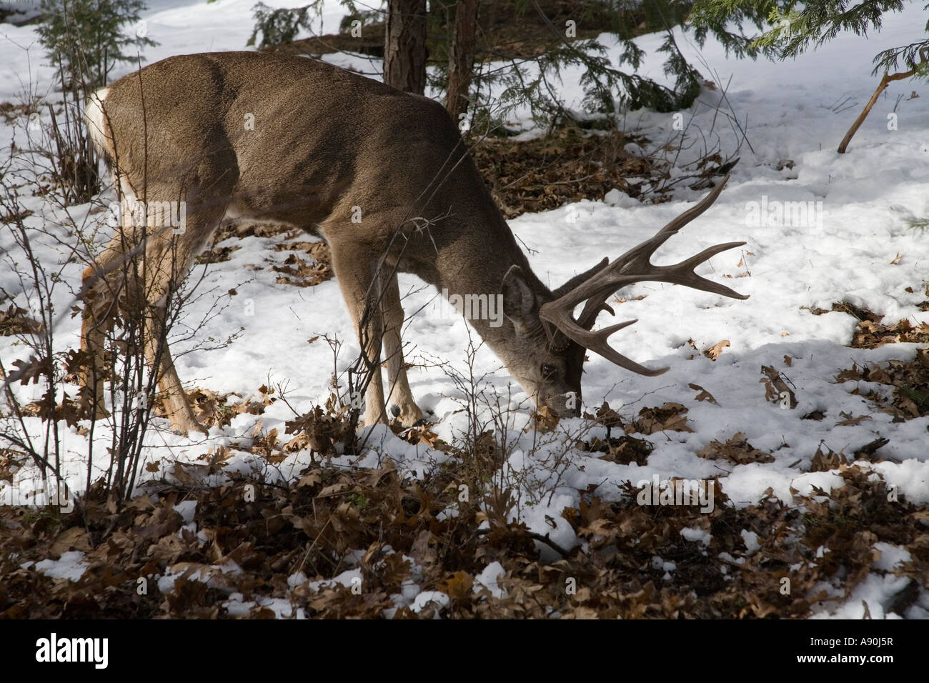 Mule Deer grazing in the winter snow at Yosemite Stock Photo