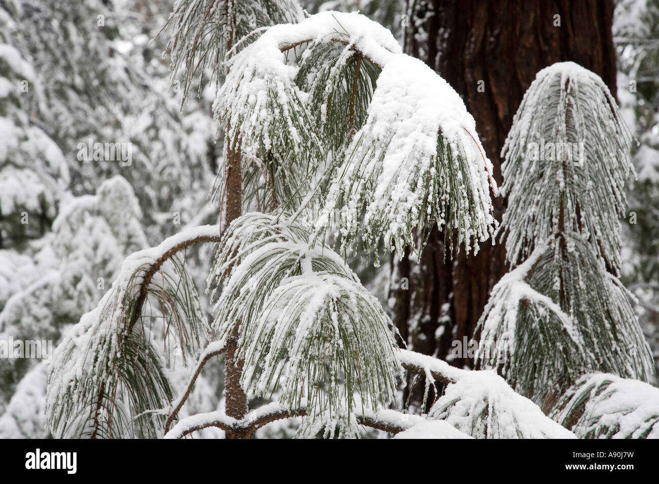 snow covered trees and leaves in Yosemite National Park Stock Photo - Alamy