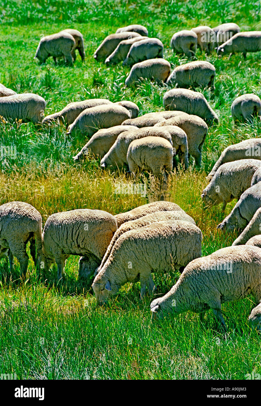 Sheep grazing in pasture Northern California USA Stock Photo - Alamy