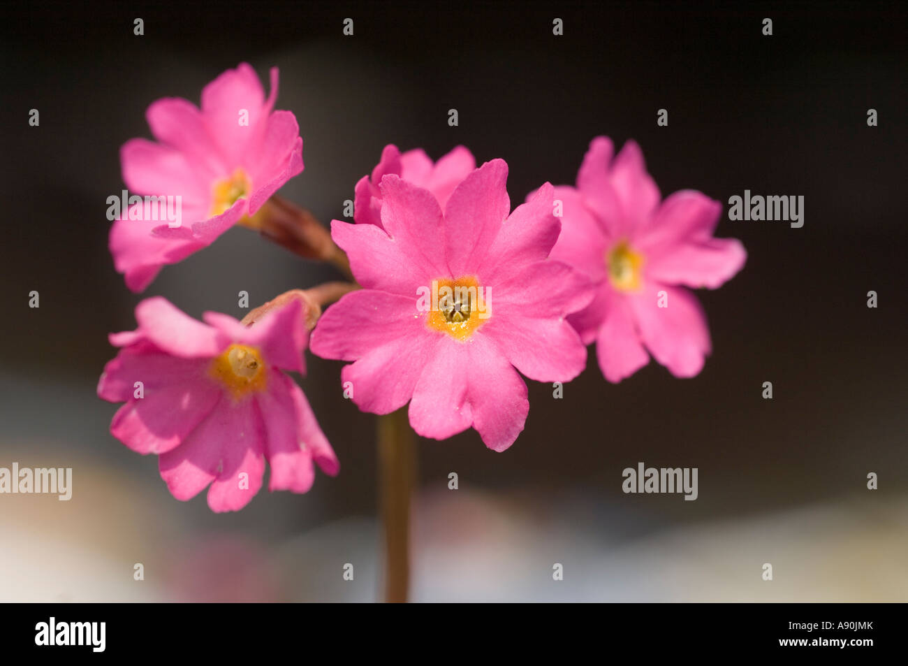 Primula rosea flower closeup Stock Photo