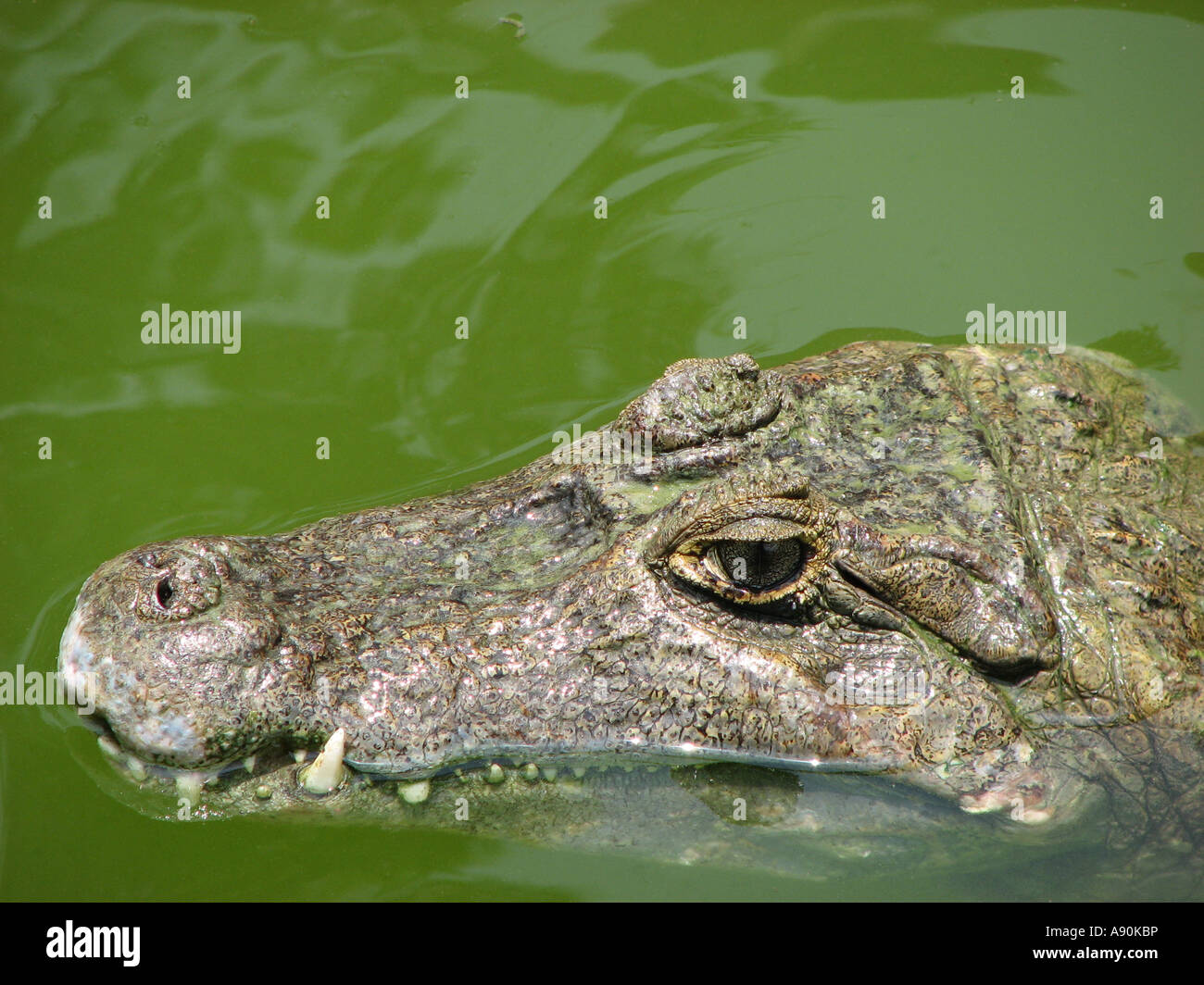 Alligator close up. Spectalcled Cayman  family Alligatoridae, common name Baba, live in Los Llanos Venezuela, Stock Photo