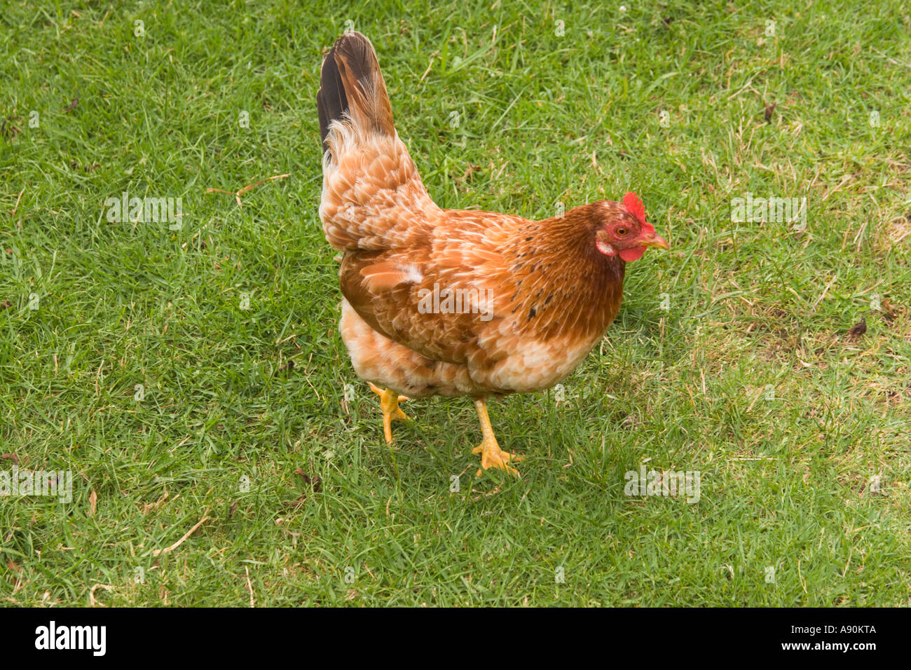 Free Range Farm chickens Brown Shaver Stock Photo - Alamy