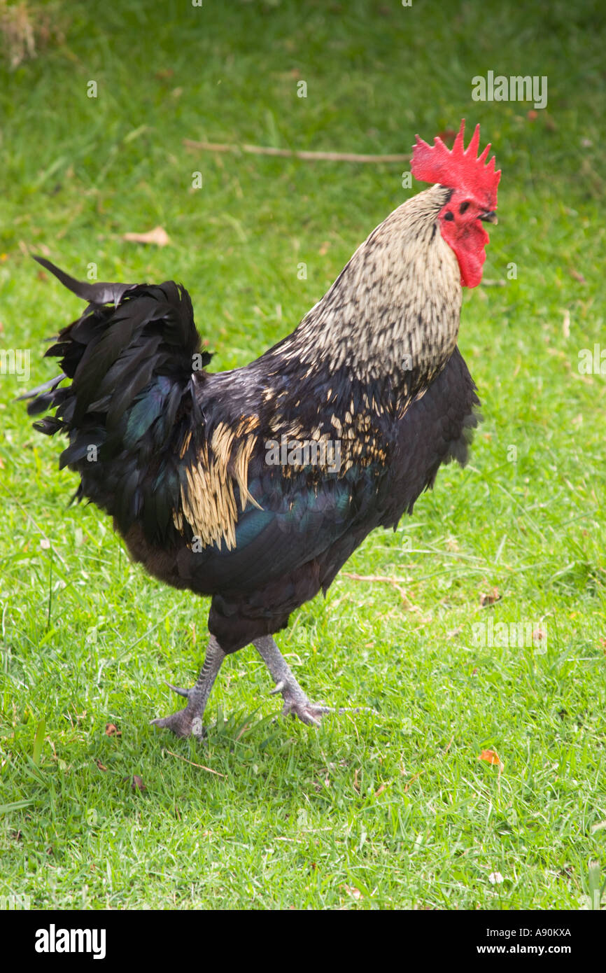 New Zealand Waiheke Island Farm Rooster x Black Orpington Barred rock Stock Photo