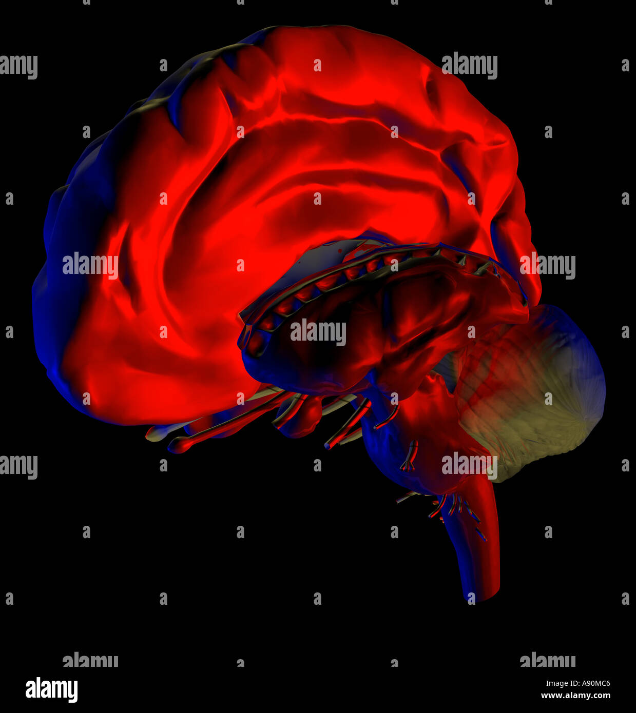 brain Stock Photo