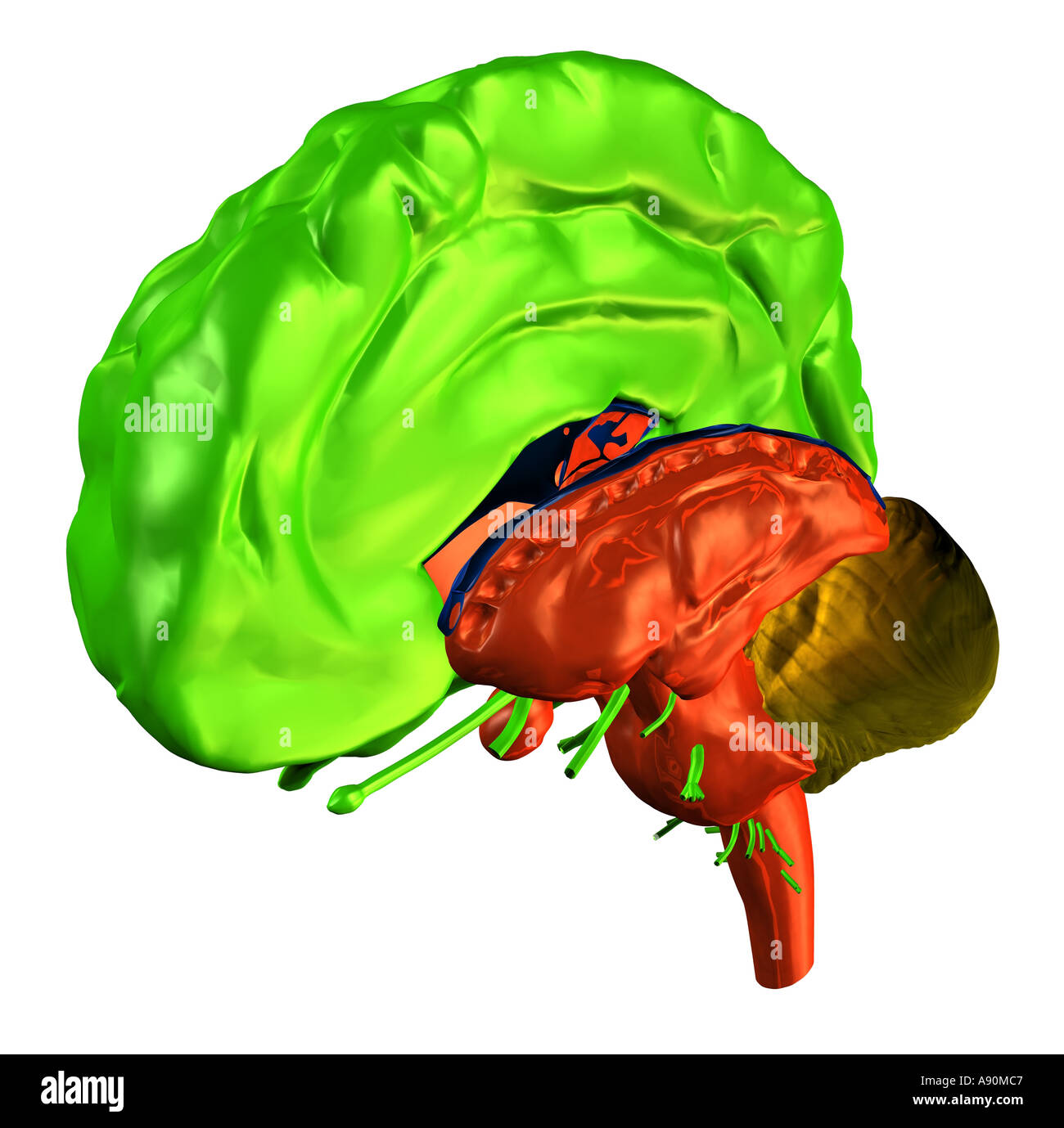 brain Stock Photo