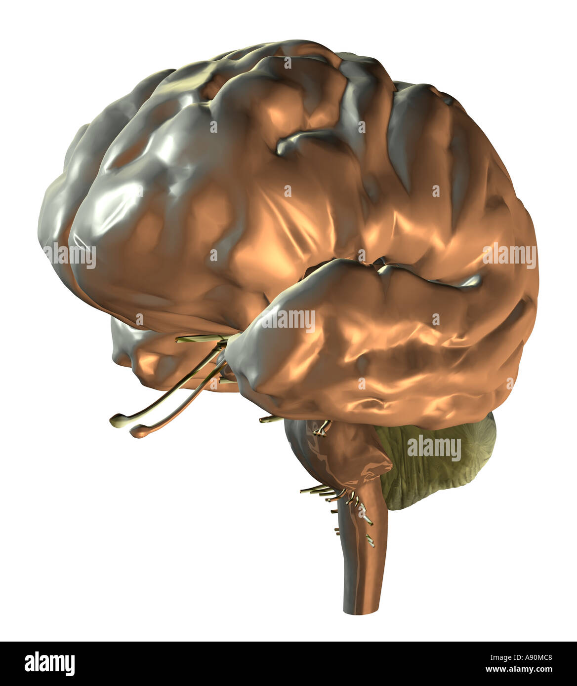 brain Stock Photo
