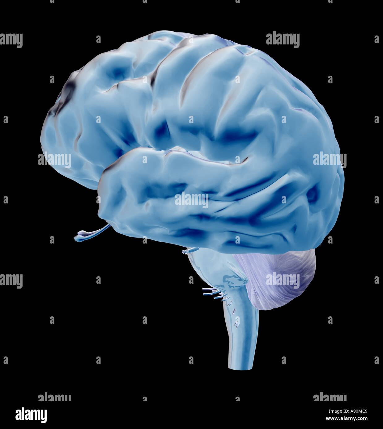 brain Stock Photo