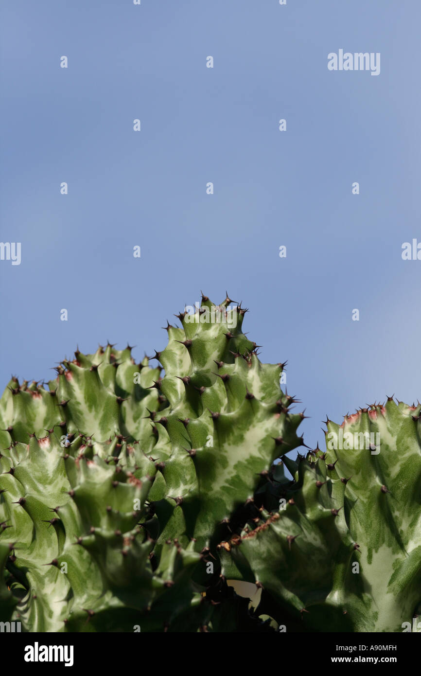 cactus plant against blue sky Stock Photo - Alamy