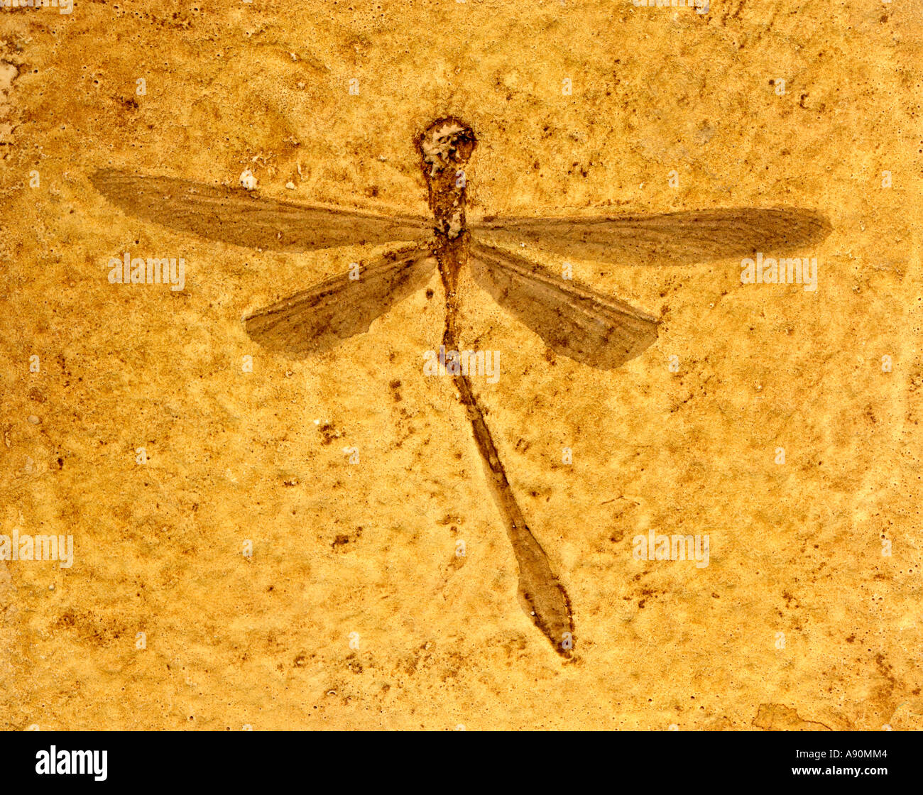 Fossil Dragonfly (Stenophlebia aequalis) 140 million years old.  Plaster cast Stock Photo
