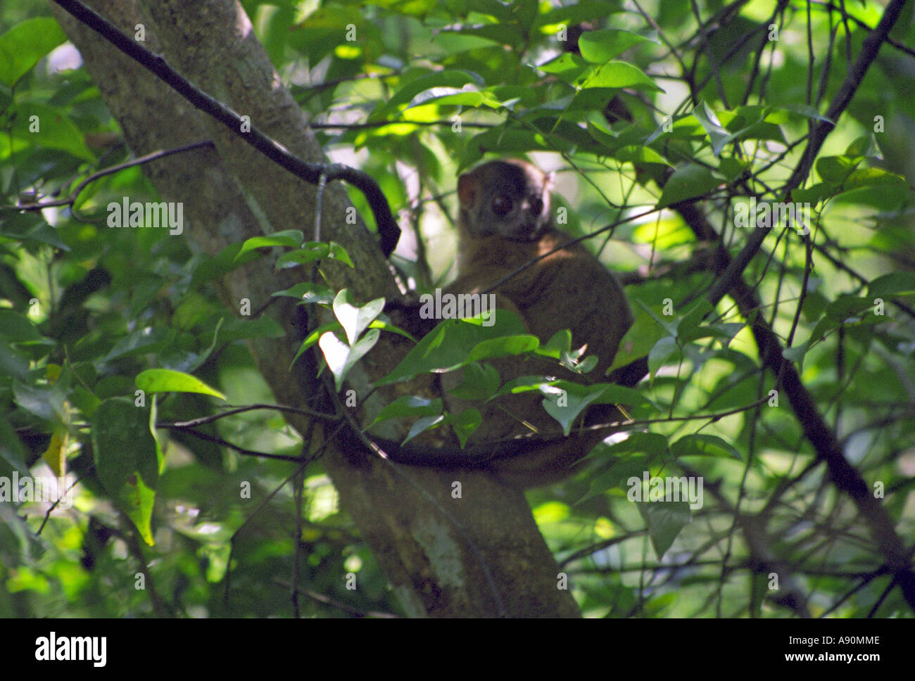 LOKOBE MADAGASCAR AFRICA August The grey backed sportive lemur is found in Lokobe sitting in the fork of a tree Stock Photo