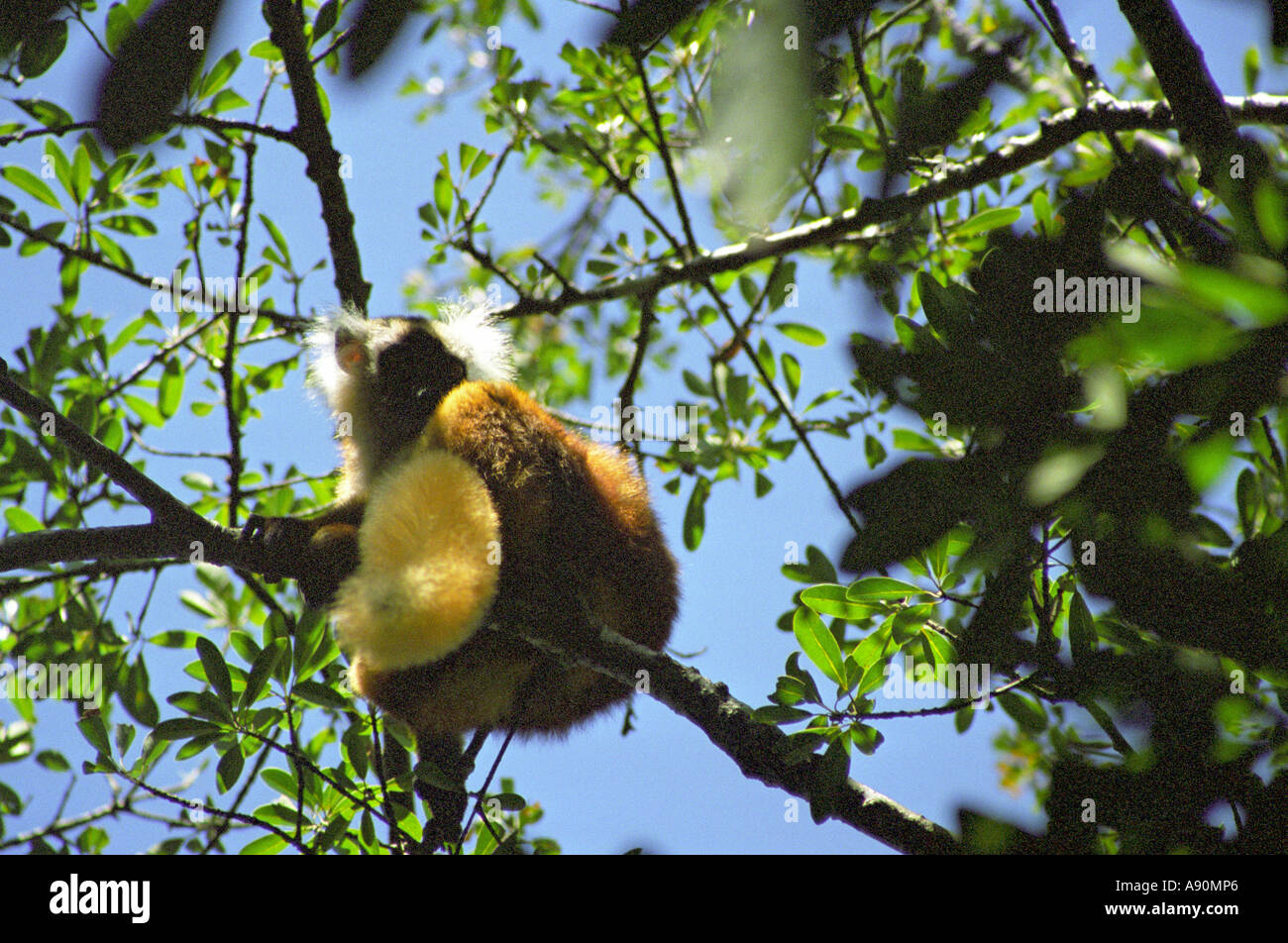 LOKOBE MADAGASCAR AFRICA August A female black lemur with chestnut brown fur and white ear tufts Eulemur macaco Stock Photo