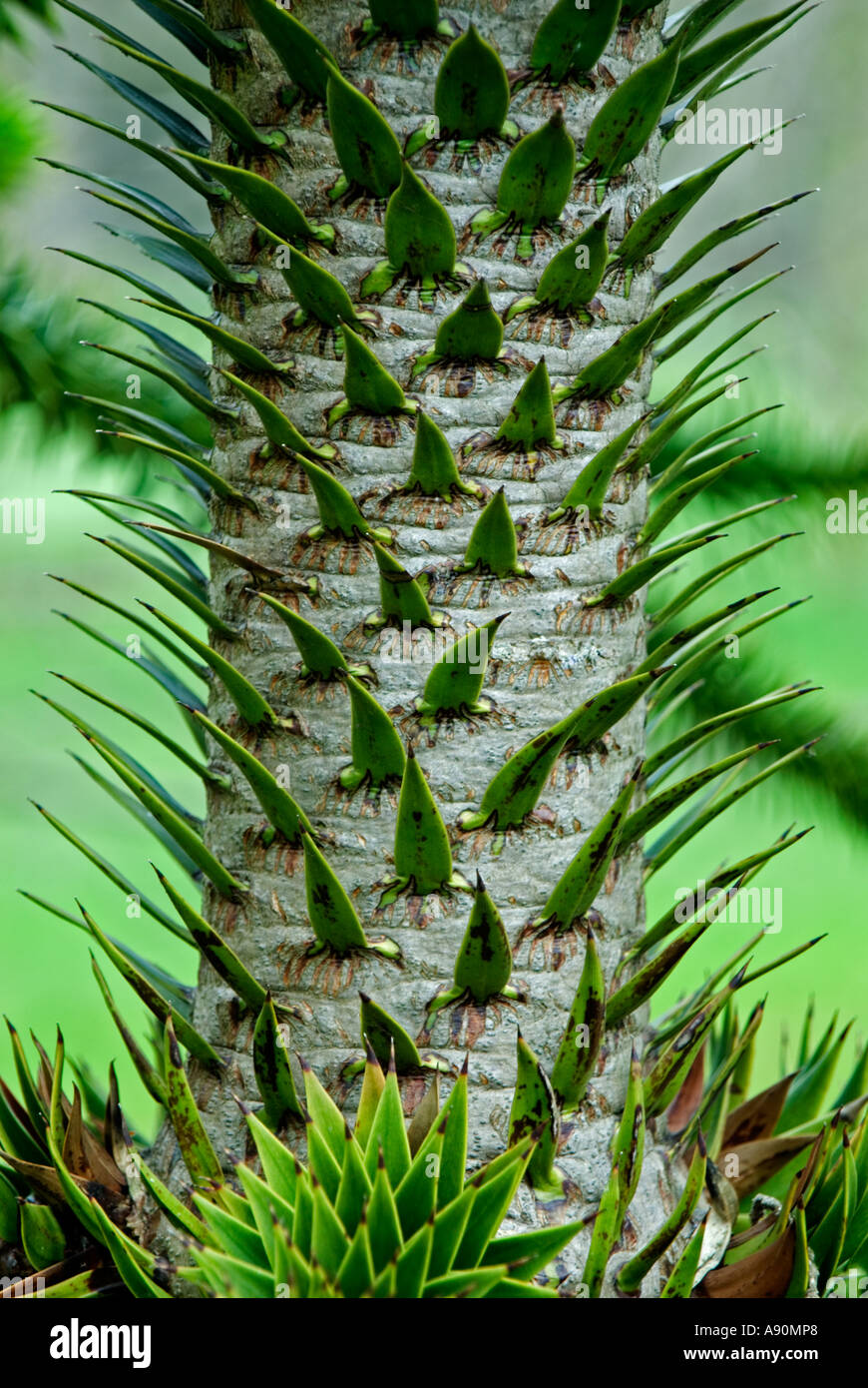 Monkey Puzzle tree (Araucaria Araucana Stock Photo - Alamy