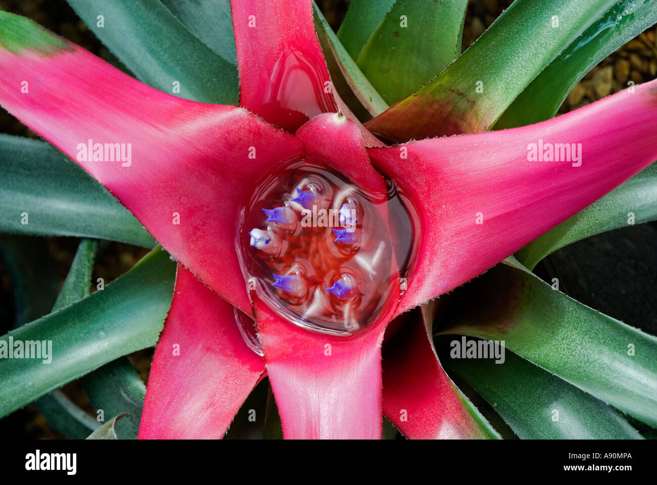 Bromeliad (Neoregelia farinosa) Stock Photo