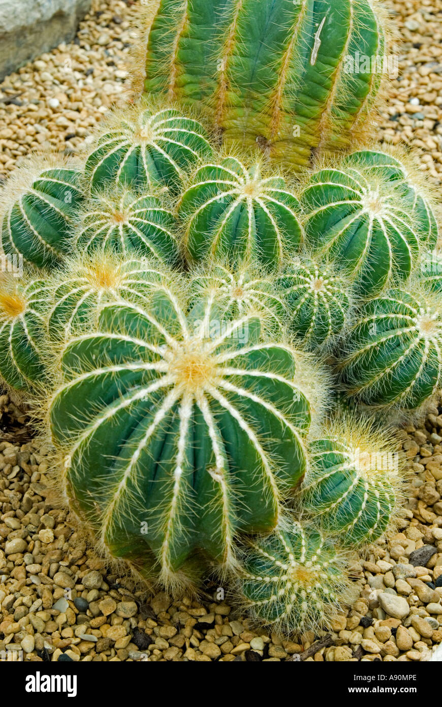 Barrel Cactus (Notocactus magnificus) Stock Photo