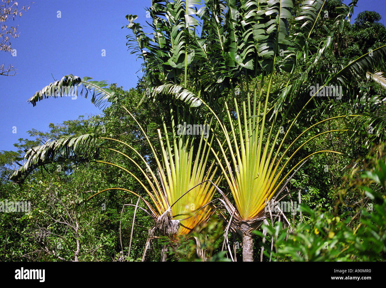MADAGASCAR AFRICA August Travellers Palm Trees an important tree for