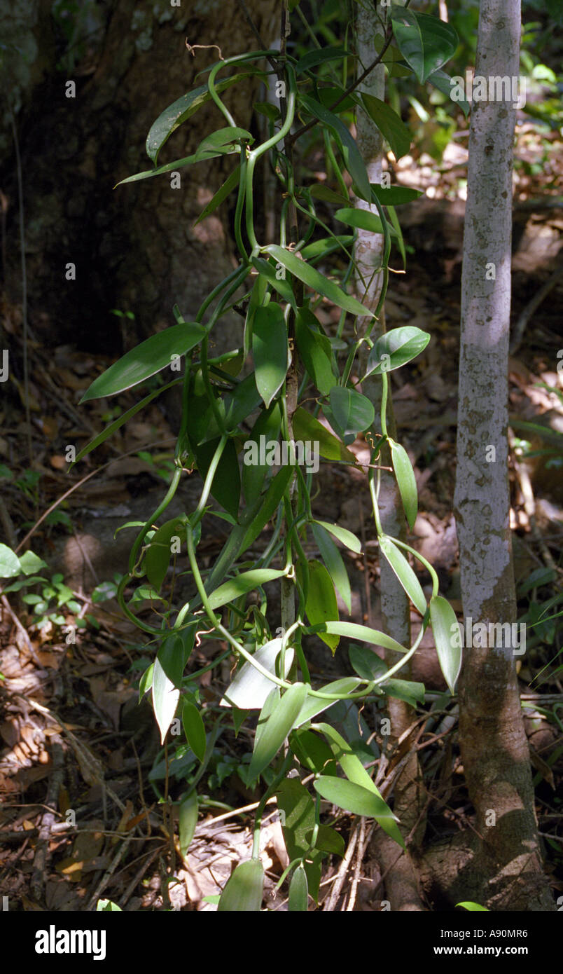 MADAGASCAR AFRICA August Vanilla plant Stock Photo Alamy