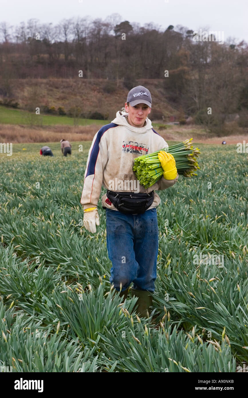 Commercial Daffodil picker, picking and harvesting daffodil blooms at
