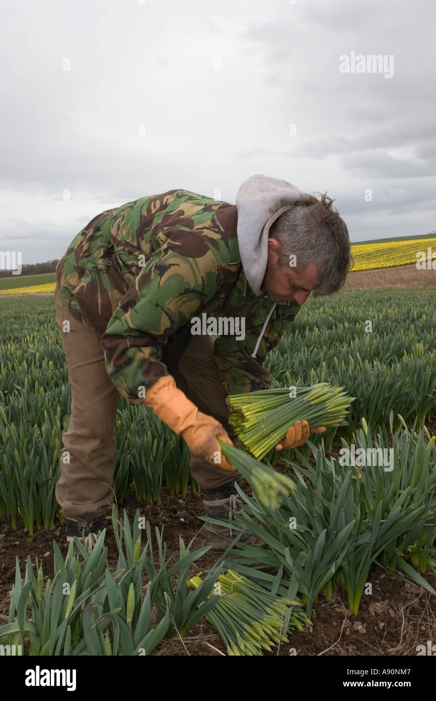 Commercial Daffodil picker, picking and harvesting daffodil blooms at