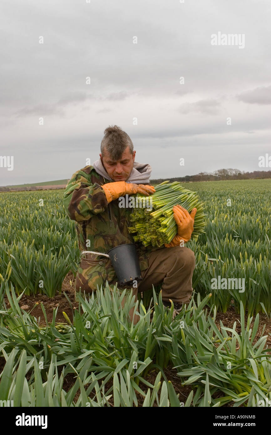 Commercial Daffodil picker, picking and harvesting daffodils blooms at