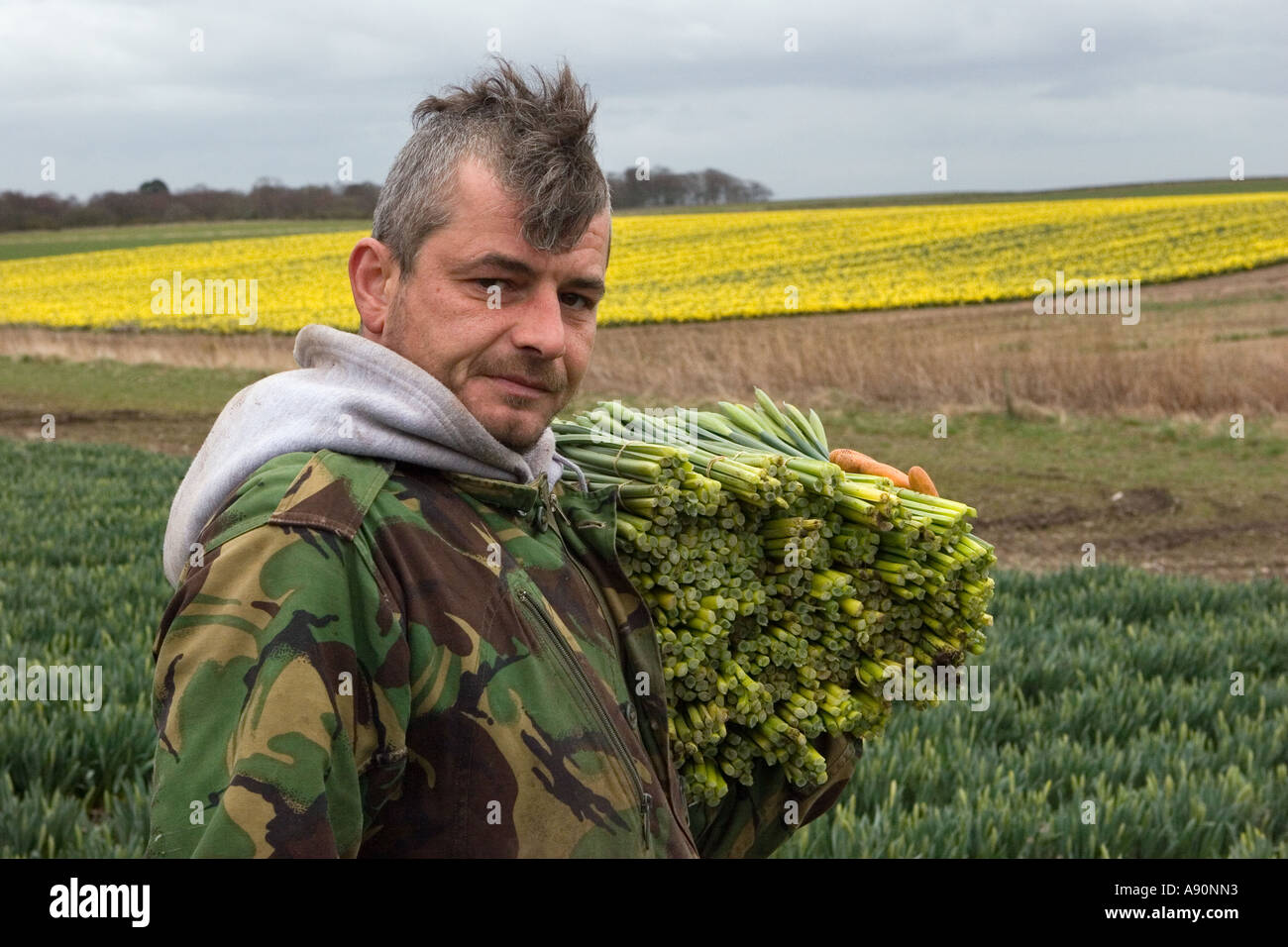 Commercial Daffodil picker, picking and harvesting daffodils blooms at