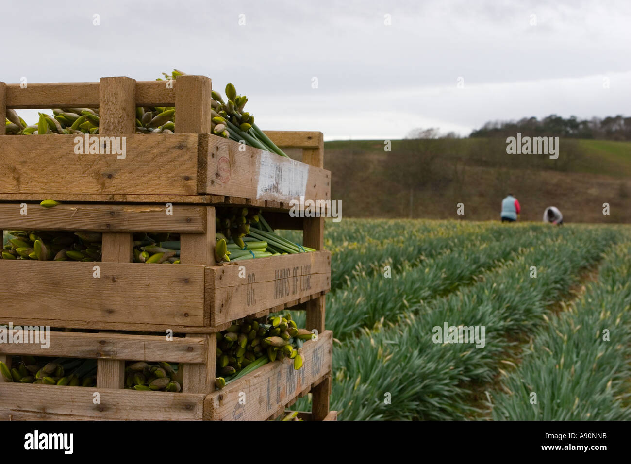 Crates of Commercial picked daffodils growing and farming rows of