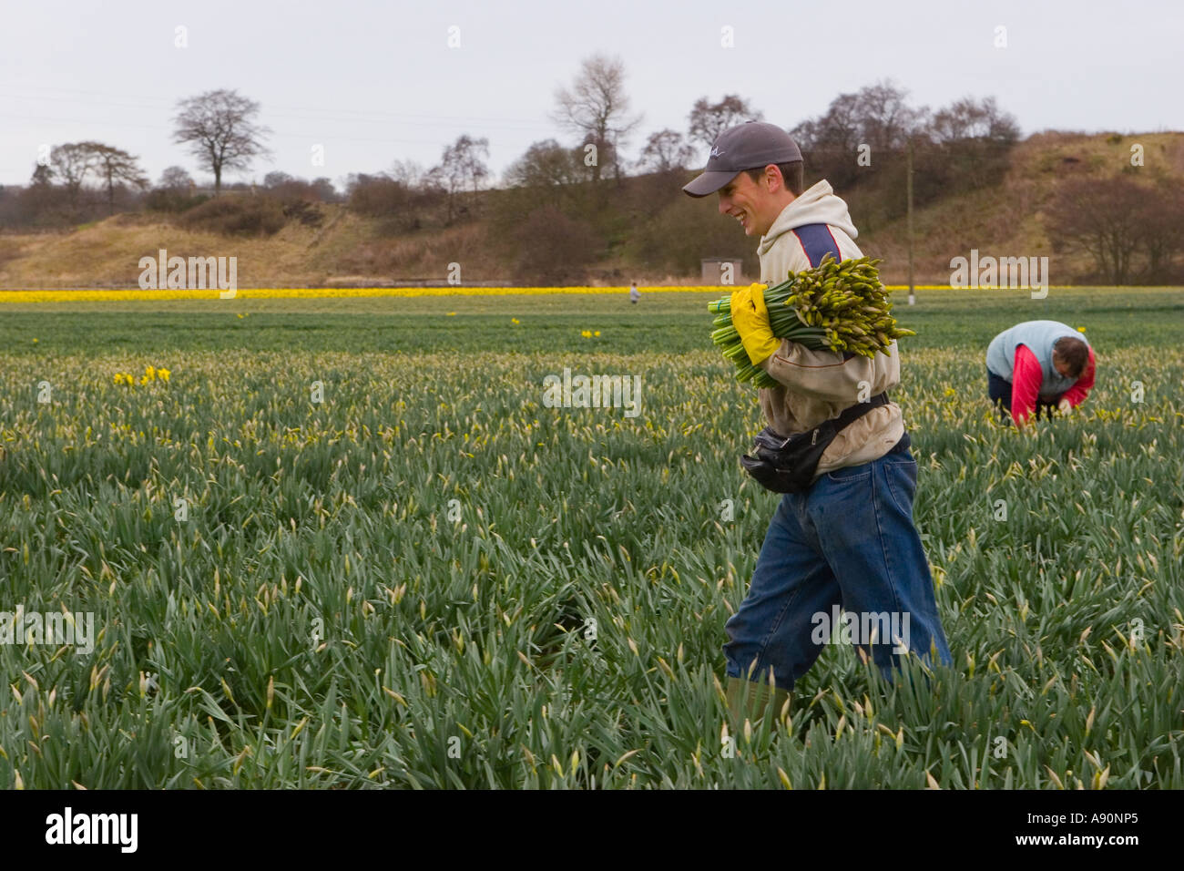 Commercial Daffodil picker, picking and harvesting daffodil blooms at