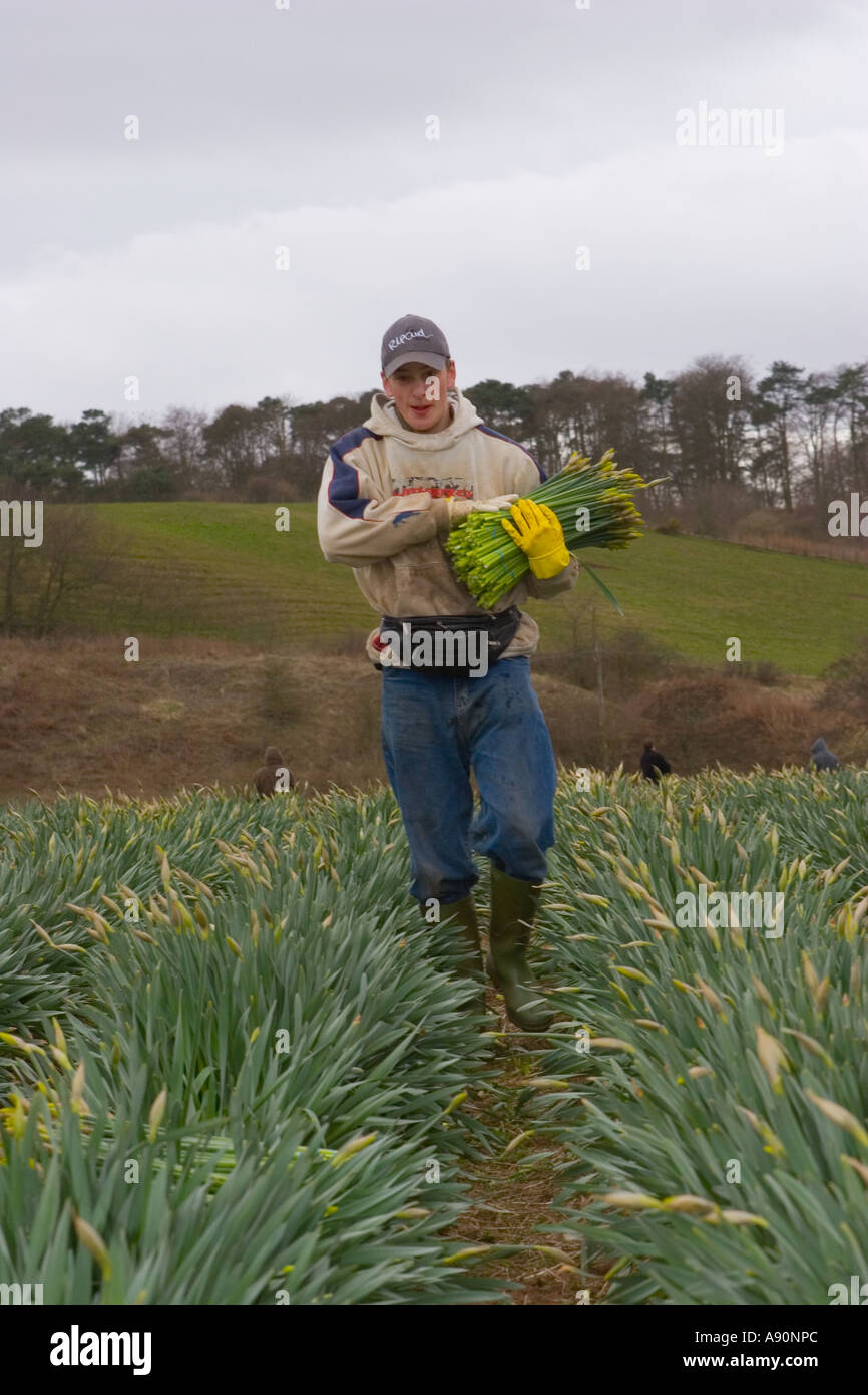 Commercial Daffodil picker, picking and harvesting daffodil blooms at