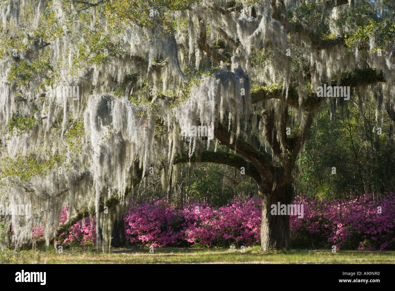 Live Oak Tree on South Carolina Plantation Stock Photo Alamy