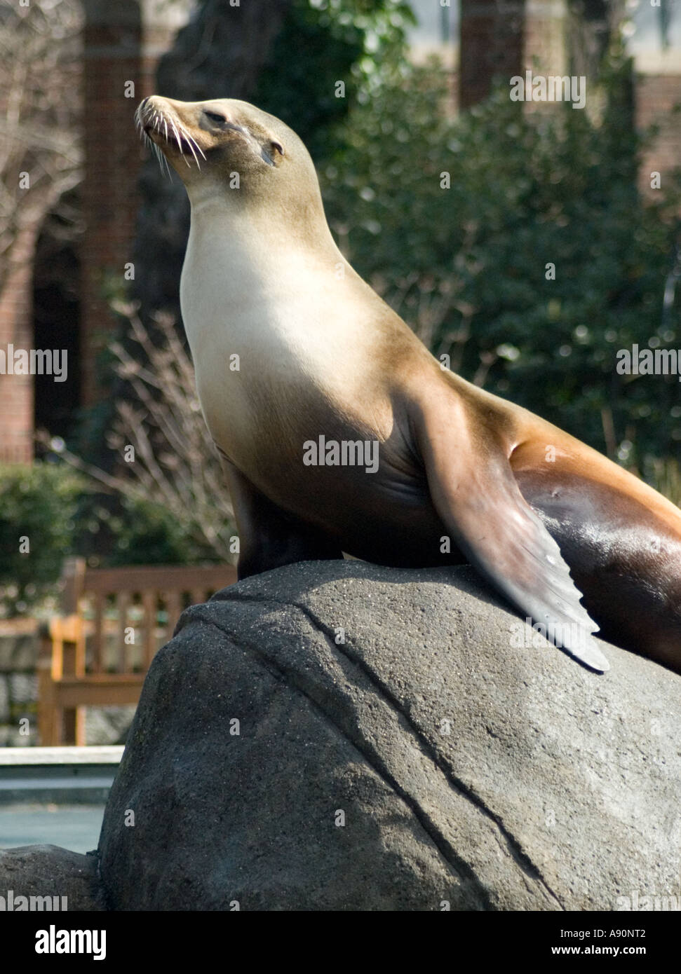 Sea Lion Basking in the Sun in Central Park Zoo Stock Photo