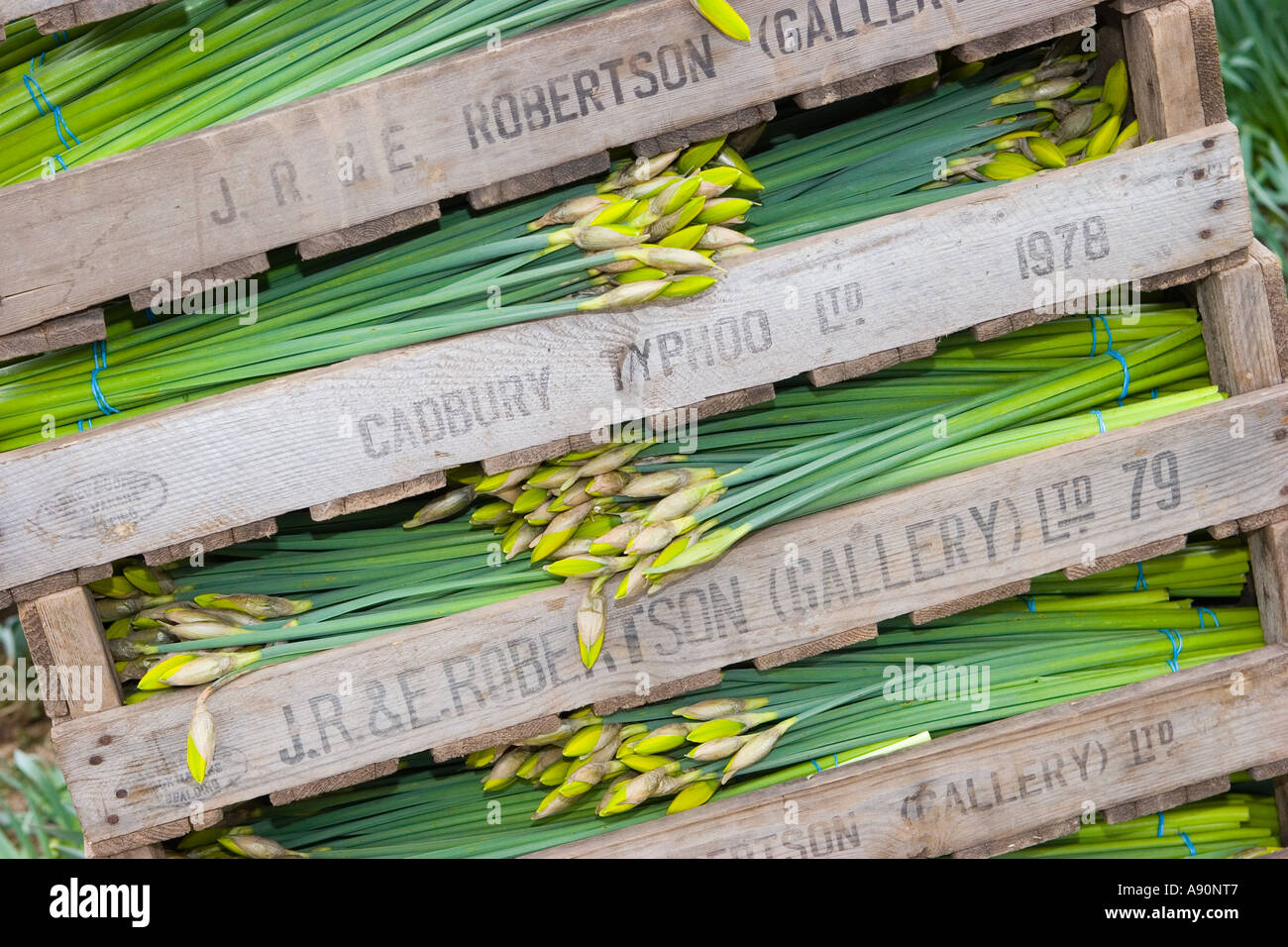 Commercial daffodil growing farming rows hires stock photography and