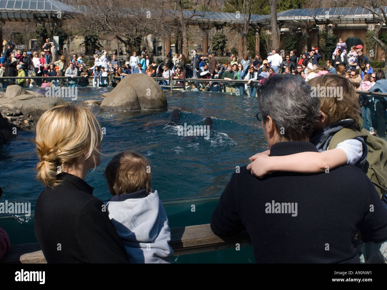 Family Watching Sea Lions at the Central Park Zoo Stock Photo