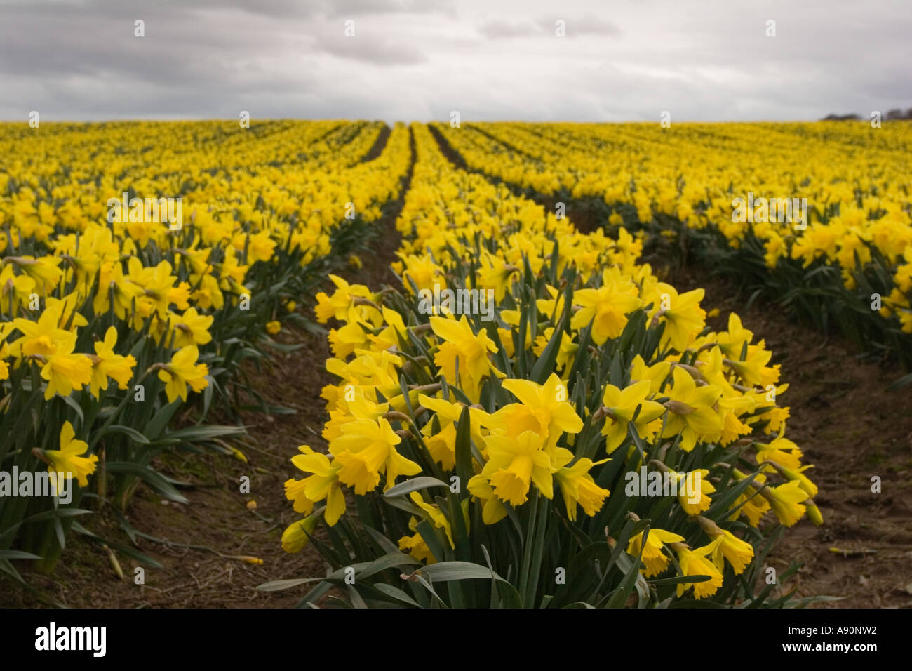 Commercial daffodil growing and farming rows Northeast, scotland, uk Stock Photo Alamy