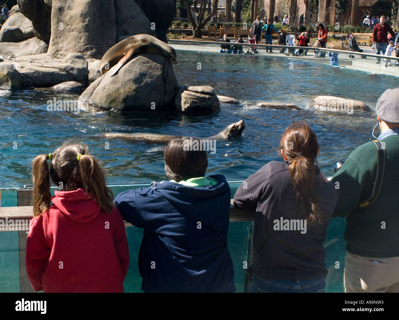 Children watching the Sea Lions at the Central Park Zoo Stock Photo Alamy