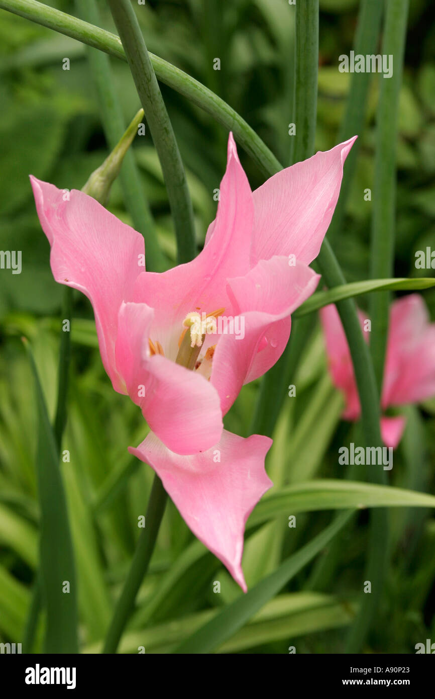 England Somerset Glastonbury Chalice Well tulip in the the Chakra