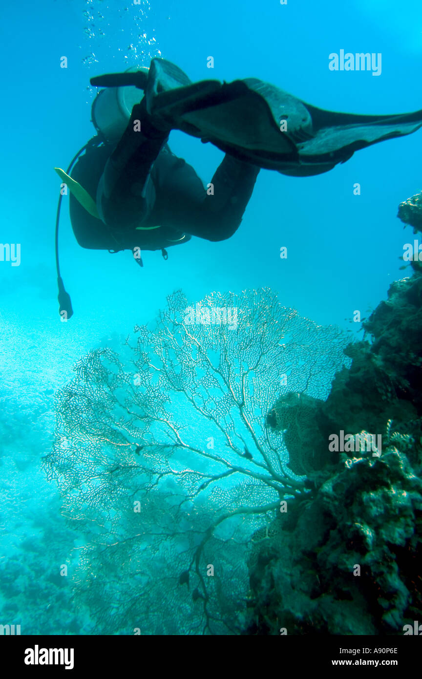 underwater scuba diving Sharm el Sheik resort Ras Mohammed National
