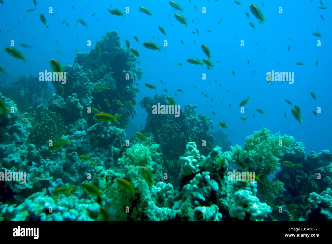 underwater scuba diving Sharm el Sheik resort Ras Mohammed National
