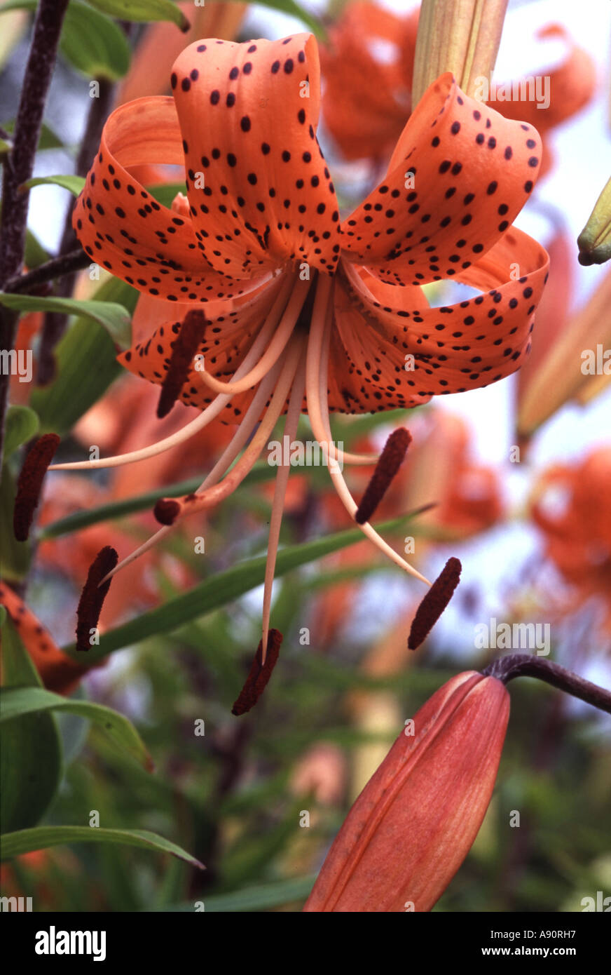 fuchsia plant seeds for sale Fuchsia 'Delta's Sarah' plants main image 0