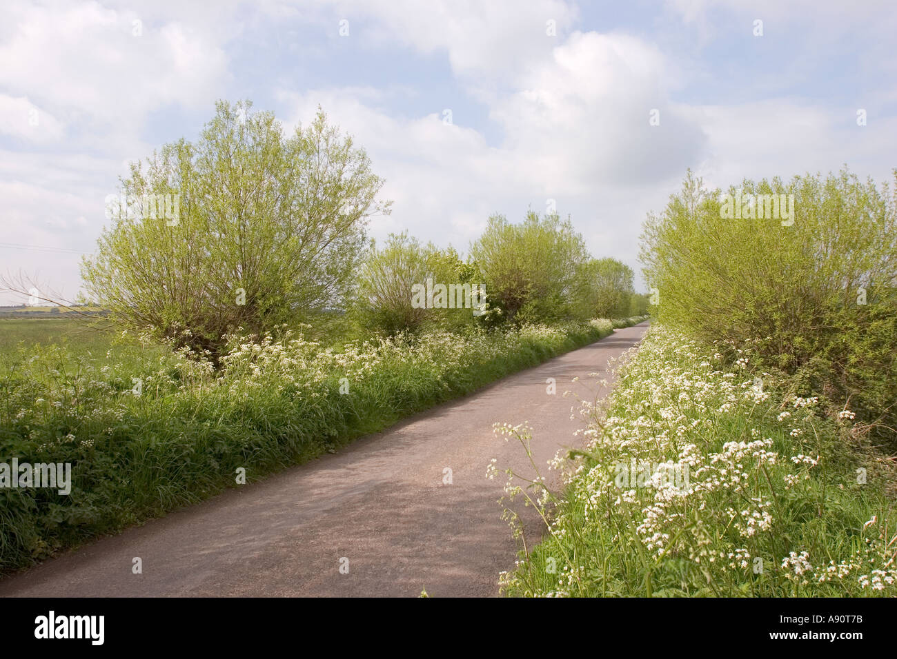 Pollard willow tree somerset levels hires stock photography and images