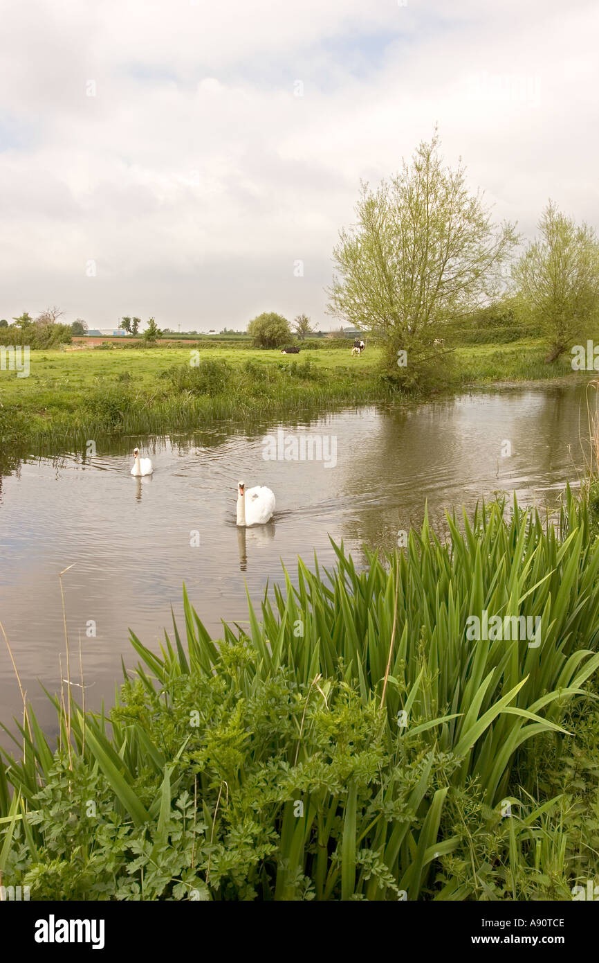 England Somerset Bridgewater Taunton Canal swans Stock Photo