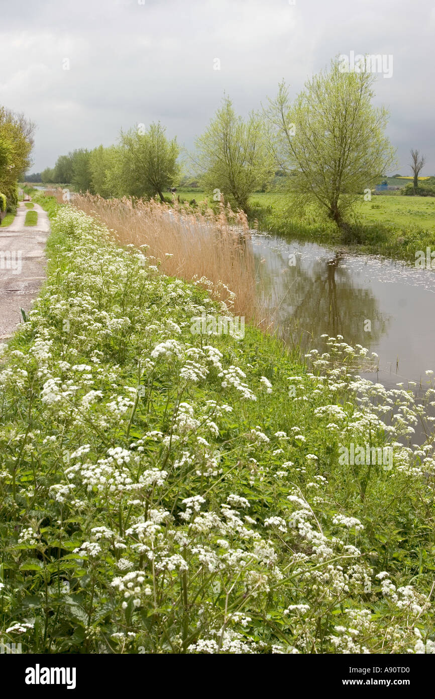 England Somerset Bridgewater Taunton Canal fringed with meadowsweet Stock Photo