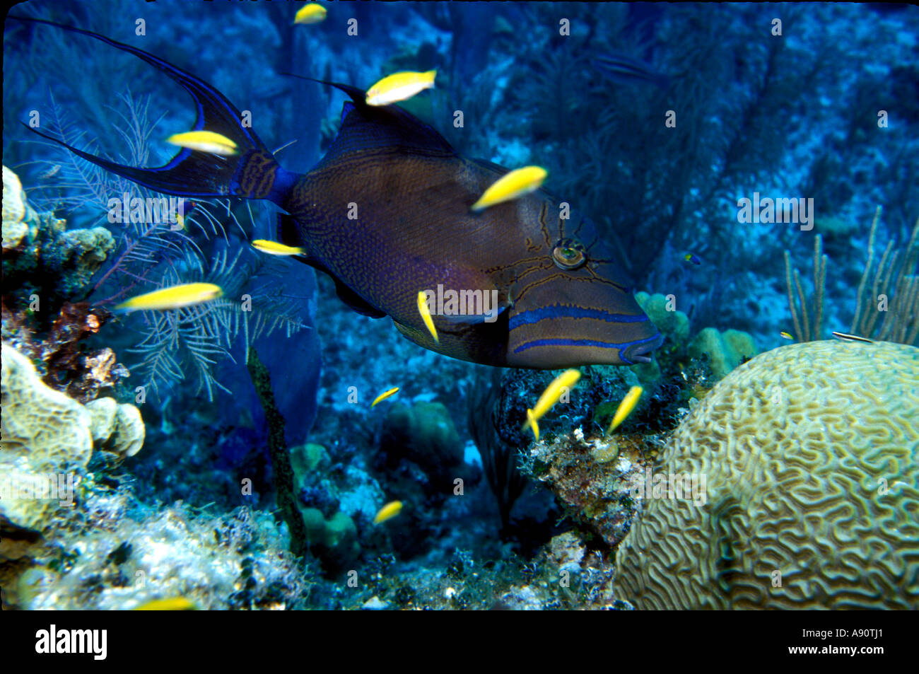 UF-133  QUEEN TRIGGERFISH AT CLEANING STATION Stock Photo