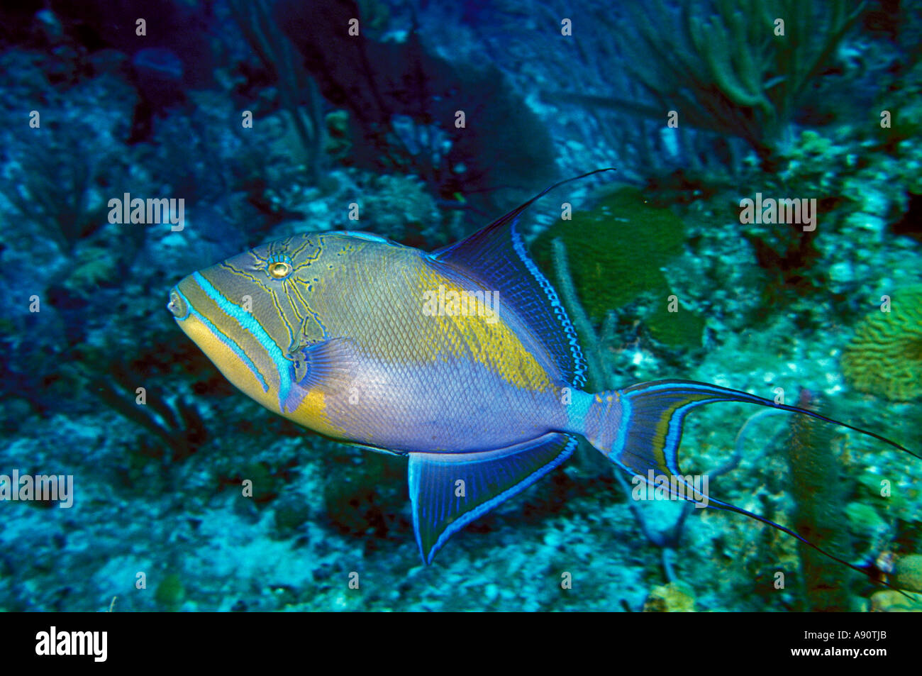 UF-143  SWIMMING QUEEN TRIGGERFISH Stock Photo