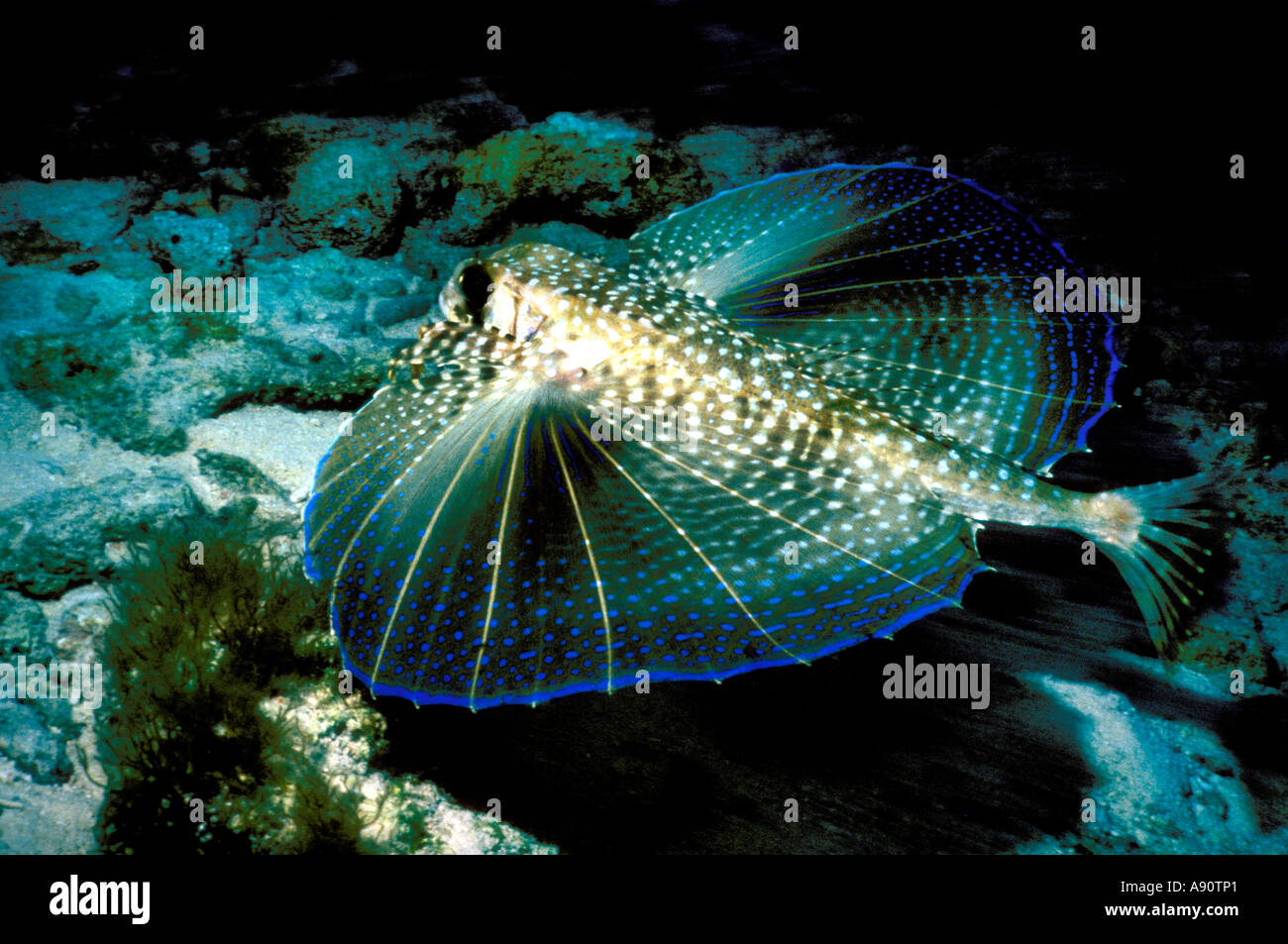 UF 33 FLYING GURNARD WITH WINGS SPREAD Stock Photo Alamy UF 33 FLYING GURNARD WITH WINGS SPREAD Stock Photo Alamy